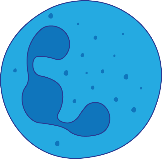 Neutrophil
