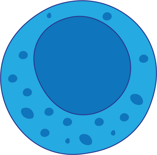 Natural killer cell
